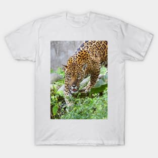 Stalking Jaguar - Costa Rica T-Shirt